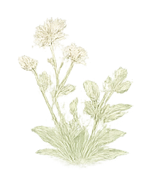 Botanical Emblem