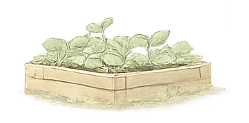 Planter Box